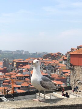 Seagull standing on a stone wall overlooking historic European city rooftops