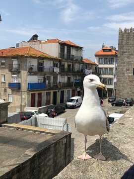Close-up of a seagull standing on a stone ledge in an old European town square