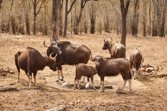 herd of indian gaur in the wild