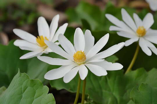 Three white bloodroot flowers with yellow centers blooming in a garden.