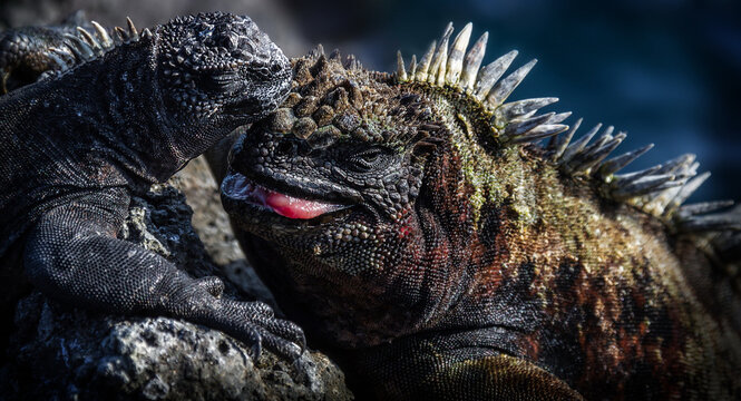 The two marine iguanas basking under the sun on the Galapagos Islands