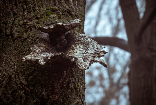 Weathered shelf fungus grows sideways from mossy tree trunk in winter forest 