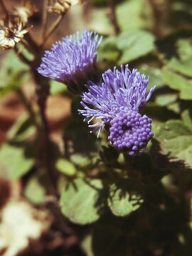 Fluffy purple ageratum flowers blooming in sunny summer garden 