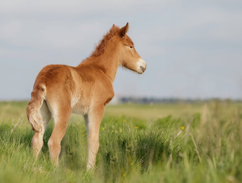 Lovely portrait of a skewbald Icelandic Horse foal in the meadow
