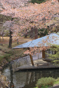 丸森不動尊公園の天水舎と桜（宮城県丸森町）