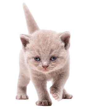  Adorable lilac British Shorthair kitten walking forward isolated on white background

Язык ключевых слов: English
