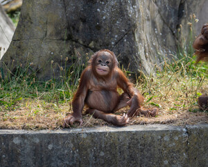 Baby Orangutan Sitting up Smiling at the camera © alisonallenphoto