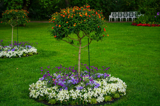 Topiary Tree with Orange Flowers in Garden with Lawn and Bench