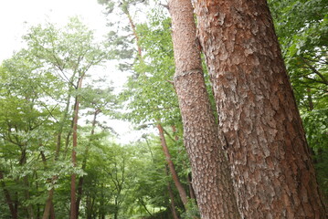 Fototapeta premium Rough textured pine tree trunks in a green forest path