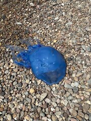 Vibrant blue jellyfish washed ashore on a pebbled stone beach © db