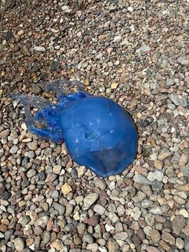 Vibrant blue jellyfish washed ashore on a pebbled stone beach