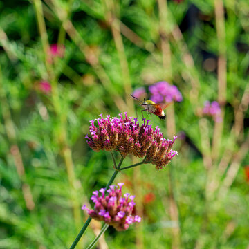 (Hemaris thysbe) Papillon sphinx colibri butinant en vol stationnaire au dessus de fleure tubulaires de verveine de Buenos-Aires (Verbena bonariensis)