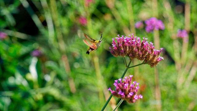 Le sphinx colibri (Hemaris thysbe) magnifique papillon &agrave; fourrure color&eacute;e de vert olive et bordeaux en vol stationnaire au dessus d'une fleur de verveine de Buenos-Aires (Verbena bonariensis) 
