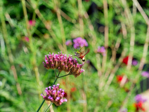 Un papillon, le sphinx colibri (Hemaris thysbe) collectant le nectar de fleurs de verveine de Buenos-Aires (Verbena bonariensis) gr&acirc;ce &agrave; son proboscis (trompe)
