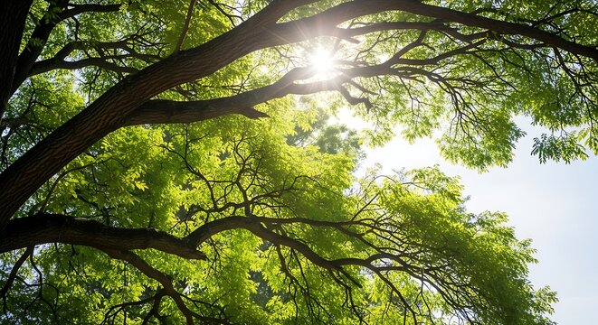 Sunlight shining through lush green leaves of a large tree branches in spring season