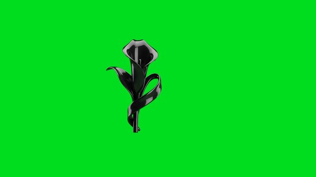 A sleek 3d rendered black calla lily flower isolated on a vibrant green screen
