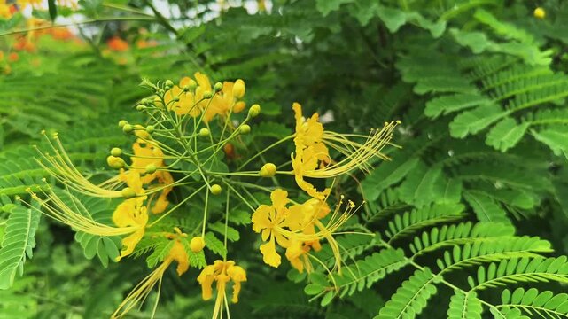 Vibrant yellow peacock flowers with long stamens and fresh green foliage growing on a tropical ornamental shrub