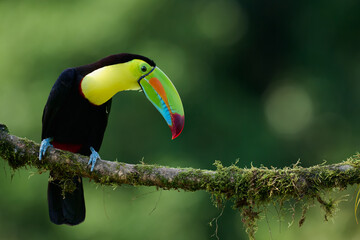 Naklejka premium Keel-billed Toucan Perched on Mossy Branch in Costa Rica