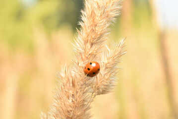 A ladybug is an insect with seven spots on its red elytra. The ladybug is sitting on the grass. © Михаил Жигалин