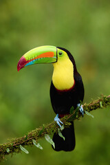 Naklejka premium Keel-billed Toucan Perched on Mossy Branch in Costa Rica