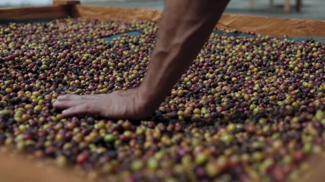 Close Up Shot of Farmer Hand Spreading Raw Coffee Cherries for Drying Process