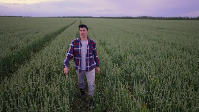 Farmer walks through green wheat field at dusk. Focused man in plaid shirt and cap inspects crop, touching wheat plants. Agriculture worker checks harvest in countryside under purple sky.