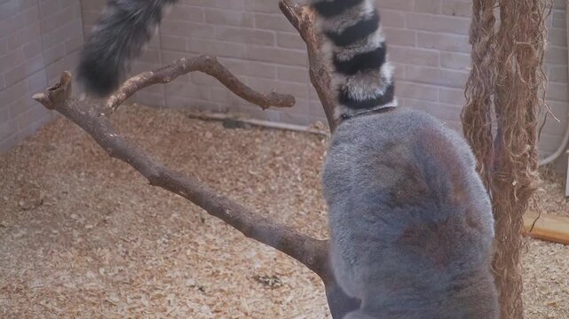 A lemur carefully makes its way down a tree branch inside a leafy enclosure, using its limbs and gripping feet to descend through the habitat.