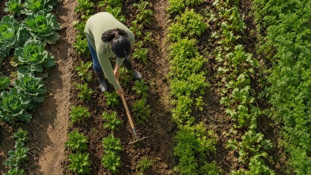 Aerial view of a gardener hoeing neat rows of leafy vegetables in a lush kitchen garden