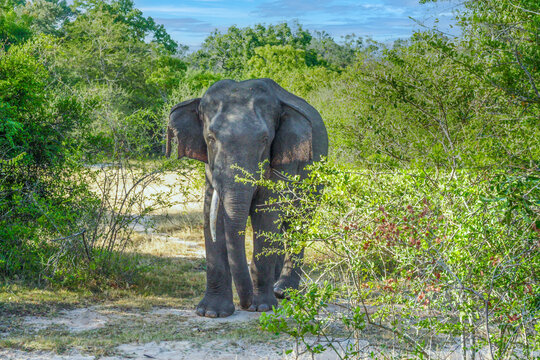 wild elefant in the Jungle