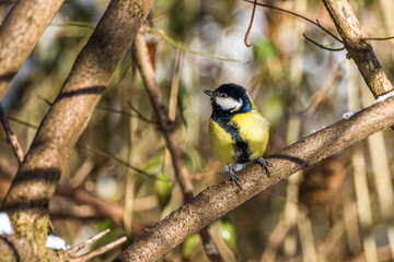 The Great Tit, Parus major from the tit family Paridae. It is easily recognisable by its black and yellow plumage © rudiernst