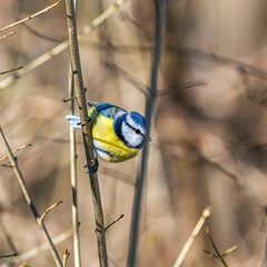 The Eurasian blue tit, Cyanistes caeruleus is a small passerine bird in the tit family, Paridae. © rudiernst