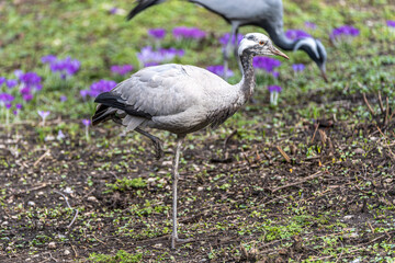 Obraz premium Demoiselle Crane, Anthropoides virgo are living in the bright green meadow during the day time