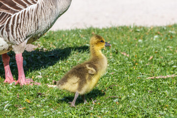 Family of greylag geese, Anser anser with small babies. © rudiernst