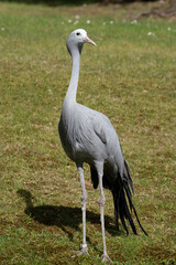Obraz premium The Blue Crane, Grus paradisea, is an endangered bird