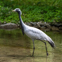 Obraz premium The Blue Crane, Grus paradisea, is an endangered bird