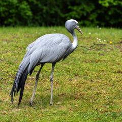 Obraz premium The Blue Crane, Grus paradisea, is an endangered bird