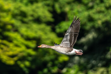 The flying greylag goose, Anser anser is a species of large goose © rudiernst