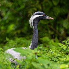 Obraz premium Demoiselle Crane, Anthropoides virgo are living in the bright green meadow during the day time