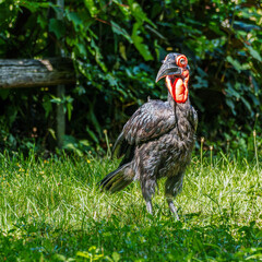 Southern Ground Hornbill, Bucorvus leadbeateri in its Natural Habitat © rudiernst