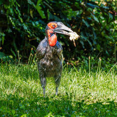 Southern Ground Hornbill, Bucorvus leadbeateri eating a mouse in its Natural Habitat © rudiernst