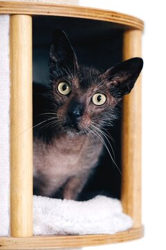 Potrait of grumpy werewolf cat siting in a cat cave and looking curious to the camera. Vertical image.	