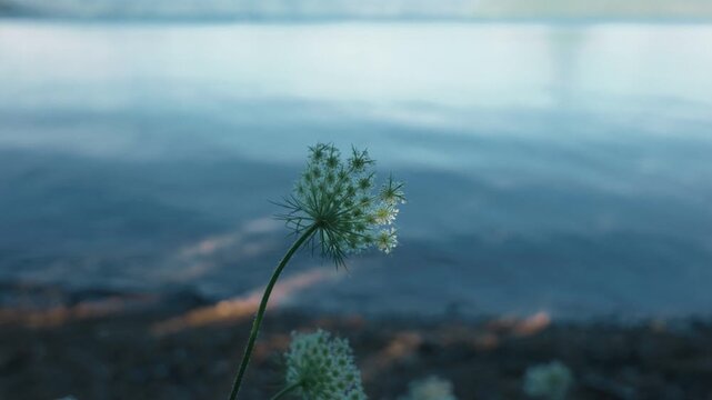 A white flower quietly blooming along the shores of Lake Toya
