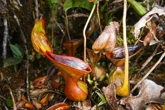 Low's pitcher plant (Nepenthes lowii) growing in montane rainforest, Mount Murud, Sarawak, Borneo, Malaysia
