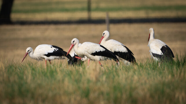 Versonnex, Auvergne-Rhone-Alpes, France - 14 August 2026: View of a group of white storks foraging in a grassy field during their migration.