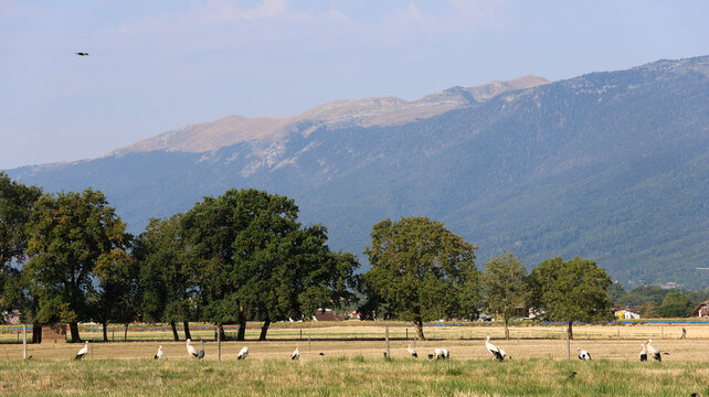 Versonnex, France - 14 August 2026: View of white storks resting in a field during their migration, with lush trees and the Jura mountains in the background.