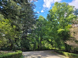 Fototapeta premium Curved Block Paved Pathway Surrounded by Lush Green Trees in Park