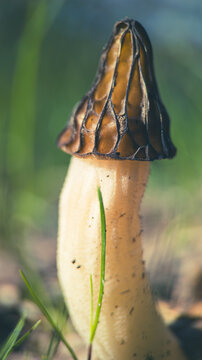 Detailed close-up of a wild half-free morel mushroom growing in spring forest floor illuminated by soft natural light creating peaceful mood
