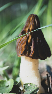 Detailed macro photograph of a rare half-free morel mushroom growing on the forest floor, surrounded by green grass and natural spring wilderness, peaceful botanical scene.
