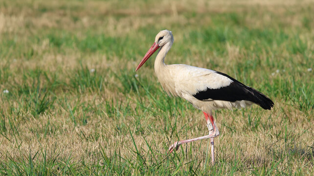 Versonnex, Auvergne-Rhone-Alpes, France - 14 August 2026: View of a white stork standing in a grassy field during migration with its distinctive black and white plumage.
