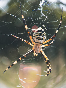 Macro close-up of a wasp spider argiope bruennichi waiting on cobweb in wild nature illuminated by bright sun flare and beautiful soft bokeh background.
